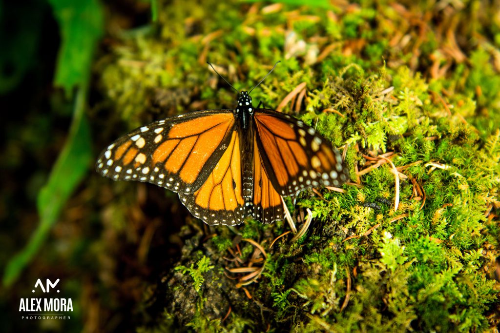 mariposa monarca en santuario invernación michoacán méxico