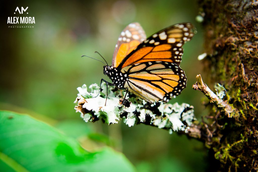 mariposa monarca en santuario invernación michoacán méxico